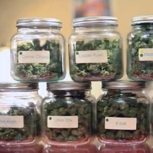 Marijuana cannabis in jars.