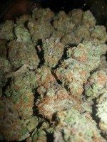 medical marijuana strains