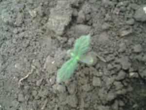 marijuana sprout