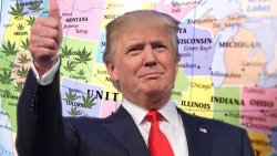 trump cannabis Donald TRrump and Marijuana Politics